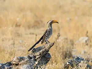 Southern Yellow-billed Hornbill -Tockus leucomelas- perched on an old tree stump, Etosha National Park, Namibia