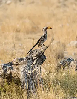 Tree Stump Prints: Southern Yellow-billed Hornbill -Tockus leucomelas- perched on an old tree stump