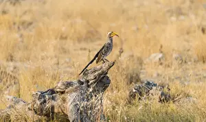Southern Yellow-billed Hornbill -Tockus leucomelas- perched on an old tree stump, Etosha National Park, Namibia
