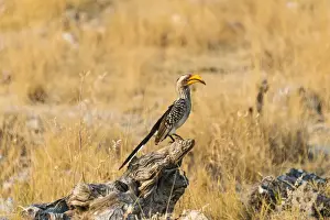 Ecological Conservation Prints: Southern Yellow-billed Hornbill -Tockus leucomelas- sitting on an old tree stump