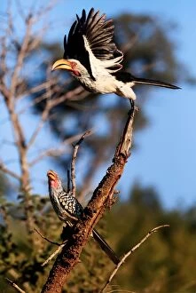 Images Dated 8th May 2014: Southern Yellow-Billed Hornbills (The Banana Birds), Kruger National Park, South Africa
