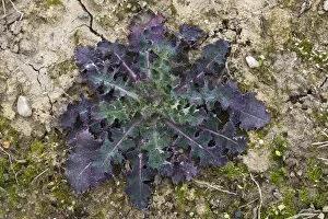 Images Dated 23rd March 2014: Sow-thistle -Sonchus sp. -, Rosette, Burgenland, Austria