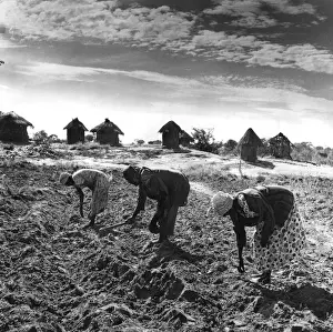 Zimbabwe Prints: Sowing