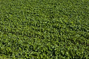 Images Dated 12th July 2013: Soy field, Compton, Eastern Townships, Quebec Province, Canada