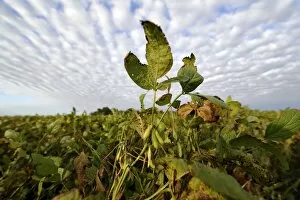 Images Dated 16th April 2012: Soybean plants -Glycine max-, soybean plantation, Argentina, South America