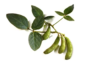 Images Dated 15th September 2011: Soybeans -Glycine max- with leaves