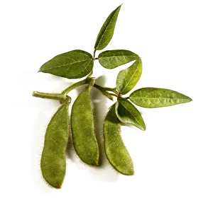Legume Family Gallery: Soybeans -Glycine max- with leaves