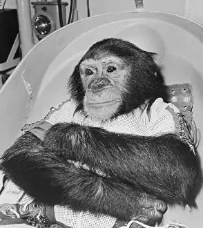 Space Travelling Monkey in Capsule