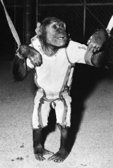Spacesuited Chimpanzee Held Up