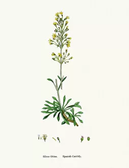 English Botany, or Coloured figures of British Plants Collection: Spain Catchfly flower