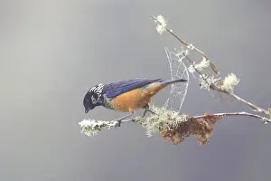 Spangle-cheeked Tanager