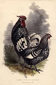 Spangled Hamburghs