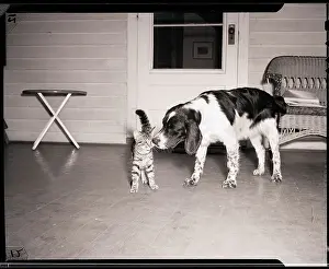 Kitten Prints: Spaniel Sniffing Face of Cat