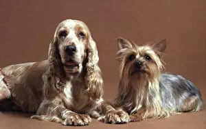 Images Dated 5th August 2009: A Spaniel & A Terrier