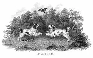 Images Dated 31st May 2015: Spaniels engraving 1812