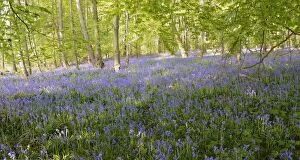 Images Dated 5th May 2013: Spanish Bluebells -Hyacinthoides hispanica- in a deciduous forest