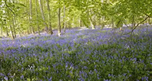 Growing Prints: Spanish Bluebells -Hyacinthoides hispanica- in a deciduous forest