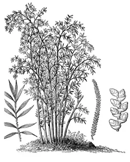 Spanish cane (Arundo donax)