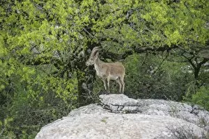 Images Dated 24th April 2013: Spanish Ibex -Capra pyrenaica hispanica-, Antequera, Andalusia, Spain
