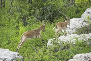 Spanish Ibexes -Capra pyrenaica hispanica-, Antequera, Andalusia, Spain