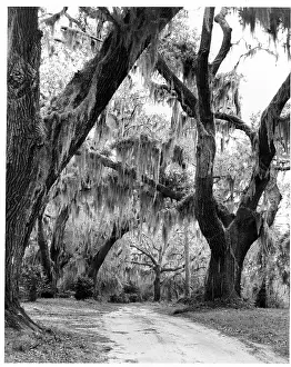 Lac0047 Prints: Spanish Moss Hanging From Live Oaks In Wilmington, North Carolina