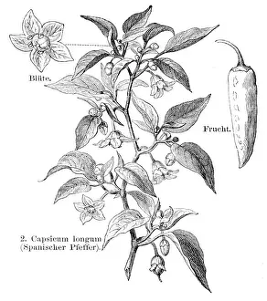 Spanish pepper engraving 1895