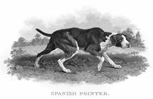 Images Dated 31st May 2015: Spanish Pointer engraving 1812