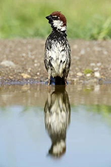 Spanish Sparrow or Willow Sparrow -Passer hispaniolensis- with its reflection in the water, Rhodopes, Bulgaria