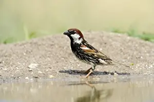 Rhodope Mountains Prints: Spanish Sparrow or Willow Sparrow -Passer hispaniolensis-, Rhodopes, Bulgaria