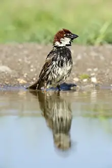 Rhodope Mountains Prints: Spanish Sparrow or Willow Sparrow -Passer hispaniolensis- washing itself