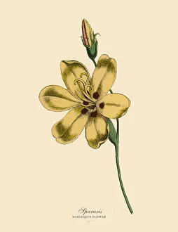 Sparaxis or Harlequin Flower Plants, Victorian Botanical Illustration