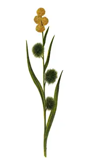 Sparganium (bur-reed)