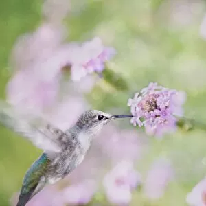 Bokeh Gallery: Sparkling Beauty Annas Hummingbird