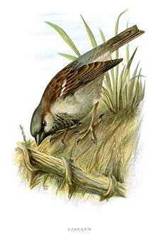 Images Dated 29th September 2012: Sparrow