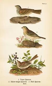 Sparrow Prints: Sparrow bird lithograph 1890