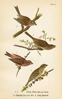 Images Dated 19th May 2017: Sparrow and Finch bird lithograph 1890