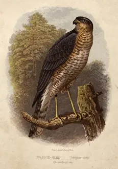 Sparrow Hawk