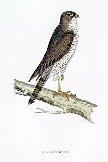 Hawk Bird Collection: Sparrow Hawk bird 19 century illustration