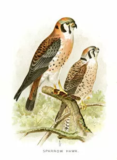 Hawk Bird Collection: Sparrow hawk lithograph 1897