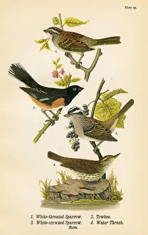 Sparrow Towhee Thrush bird lithograph 1890