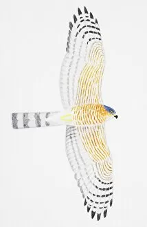 Images Dated 2nd March 2007: Sparrowhawk (Accipiter nisus), adult male