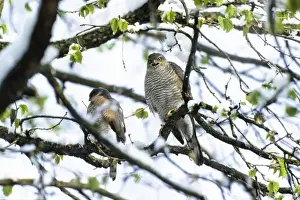 Animal Call Prints: Sparrowhawks -Accipiter nisus-, couple in late winter, Upper Bavaria, Germany, Europe
