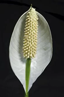 Images Dated 16th October 2010: Spath or Peace Lily -Spathiphyllum-, flower
