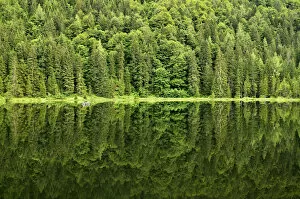 Reflected Gallery: Spechtensee lake, reflections of a pine forest in the water, landscape between Tauplitz