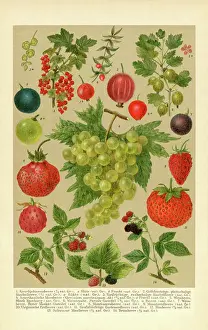 Species of berries Cranberry Strawberry Gooseberry Grape illustration 1898