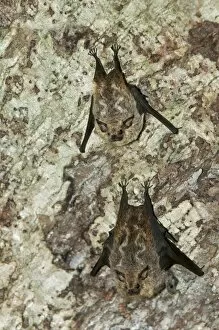 Species of fruit-eating bats -Stenodermatinae-, Tiputini rainforest, Yasuni National Park, Ecuador, South America