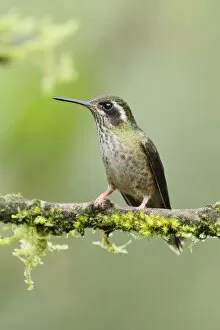 Images Dated 14th June 2015: Speckled Hummingbird