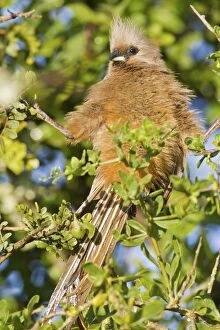South African Gallery: Speckled mousebird -colius striatus- at Addo Elephant Park, South Africa