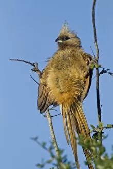 Images Dated 27th May 2011: Speckled mousebird -Colius striatus- at Addo Elephant Park, South Africa