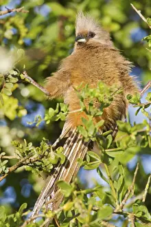 Speckled mousebird -colius striatus- at Addo Elephant Park, South Africa
